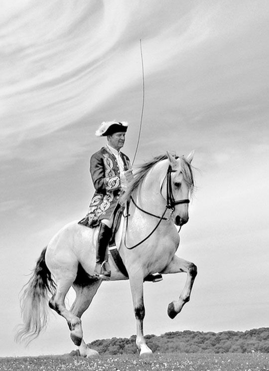 Read more about the article The Principles of Classical Horsemanship