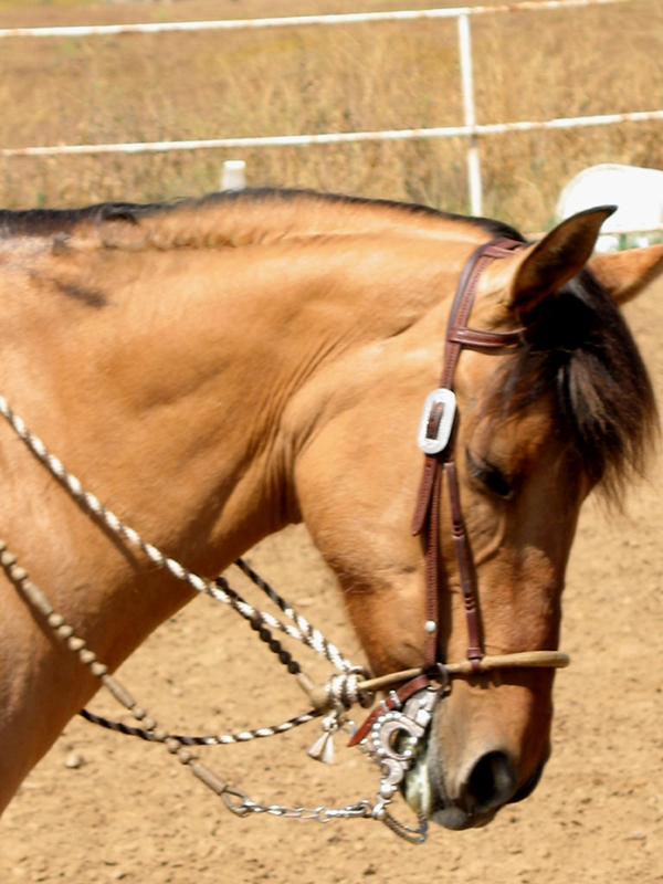Read more about the article Some Thoughts about Reins & their use…