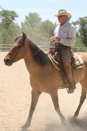 Read more about the article TEN IMPORTANT THINGS A HORSE SHOULD BE TAUGHT AND, IN TIME, EXECUTE WITHOUT A BRACE OR RESISTANCE, TO HAVE A SOLID EDUCATION