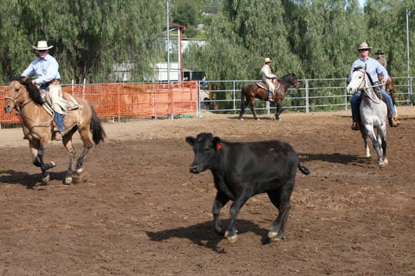 Read more about the article TEN IMPORTANT THINGS TO REMEMBER WHEN WORKING COWS